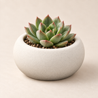 Mini Bonsai-Style Succulent Planter on a warm cream studio background